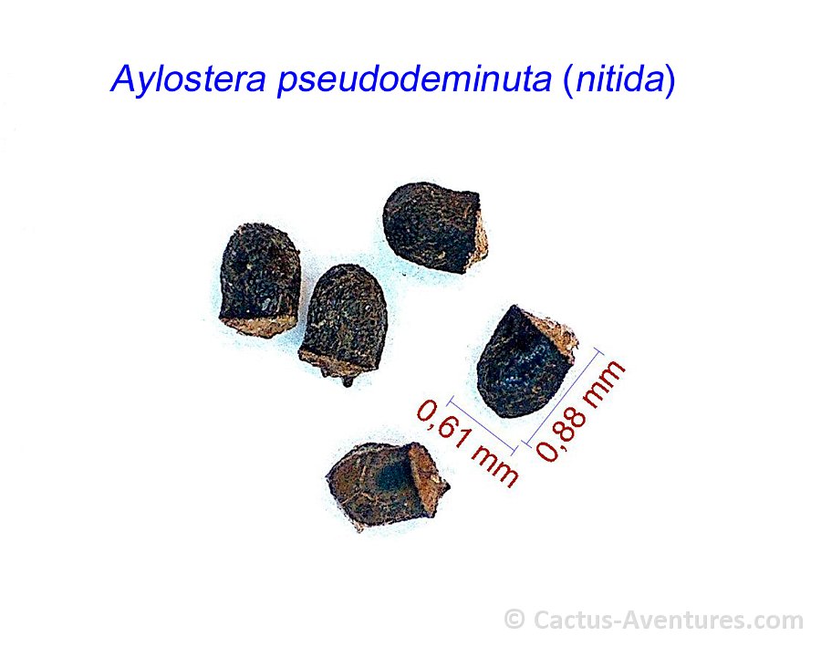 Aylostera pseudodeminuta ex Rebutia nitida